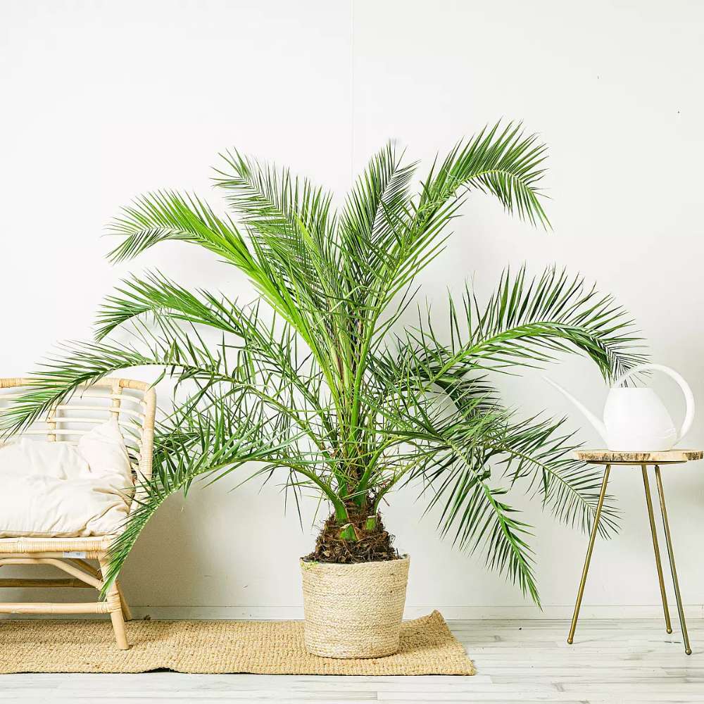 Палма канарски финик (Phoenix Canariensis), декоративна канарска палма със зелени извити листа, за тераса или саксия