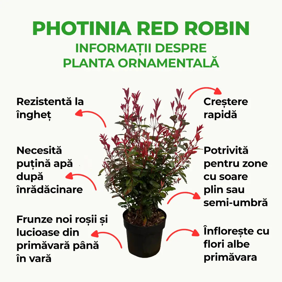 Photinia Red Robin, gard viu rosu vesnic verde, rezistent la frig si la seceta