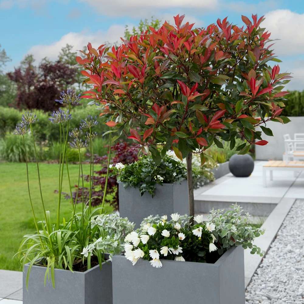 Photinia Carre Rouge tip copacel, ornamental cu frunzis rosu intens, gradinii mici, ghiveci
