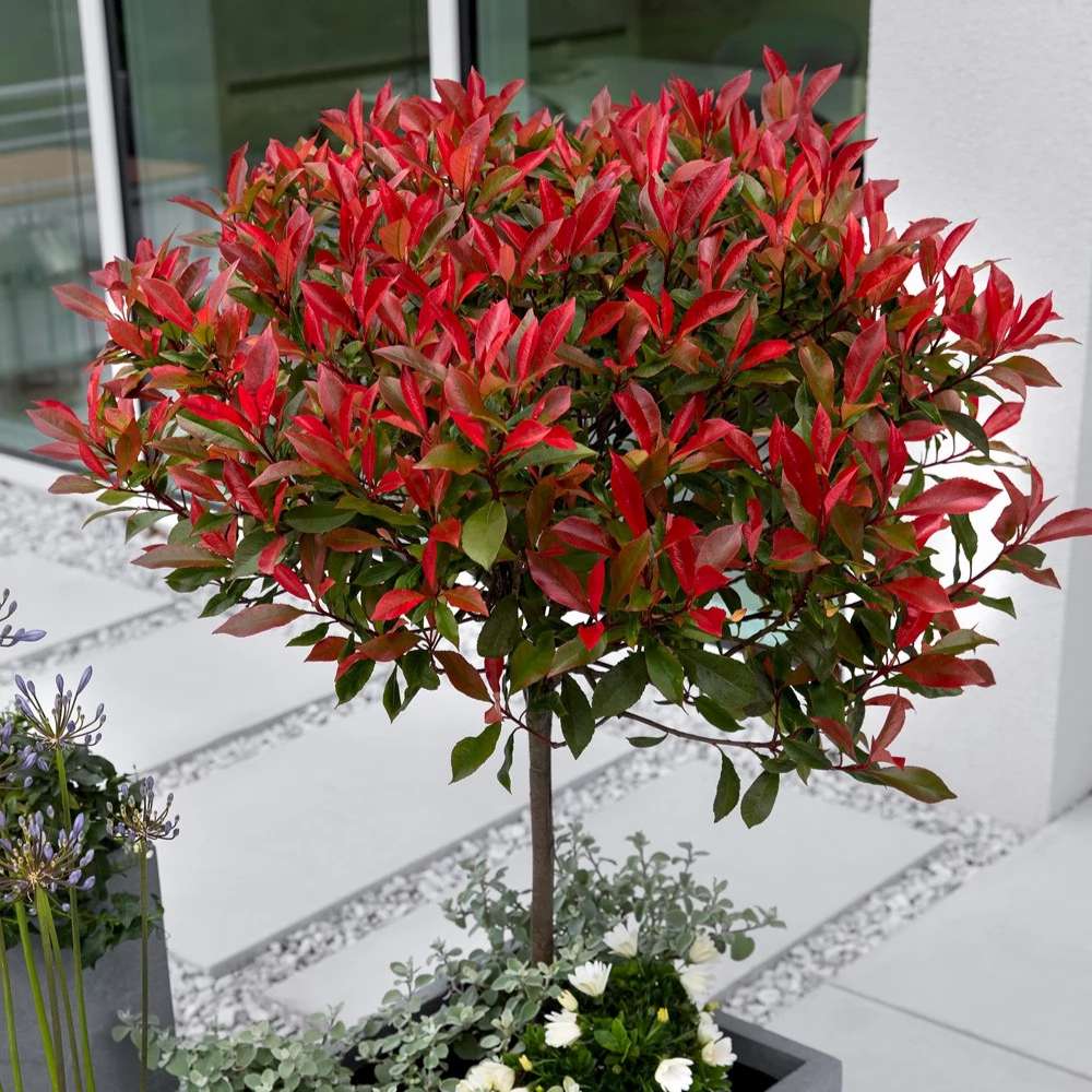Photinia Carre Rouge tip copacel, ornamental cu frunzis rosu intens, gradinii mici, ghiveci