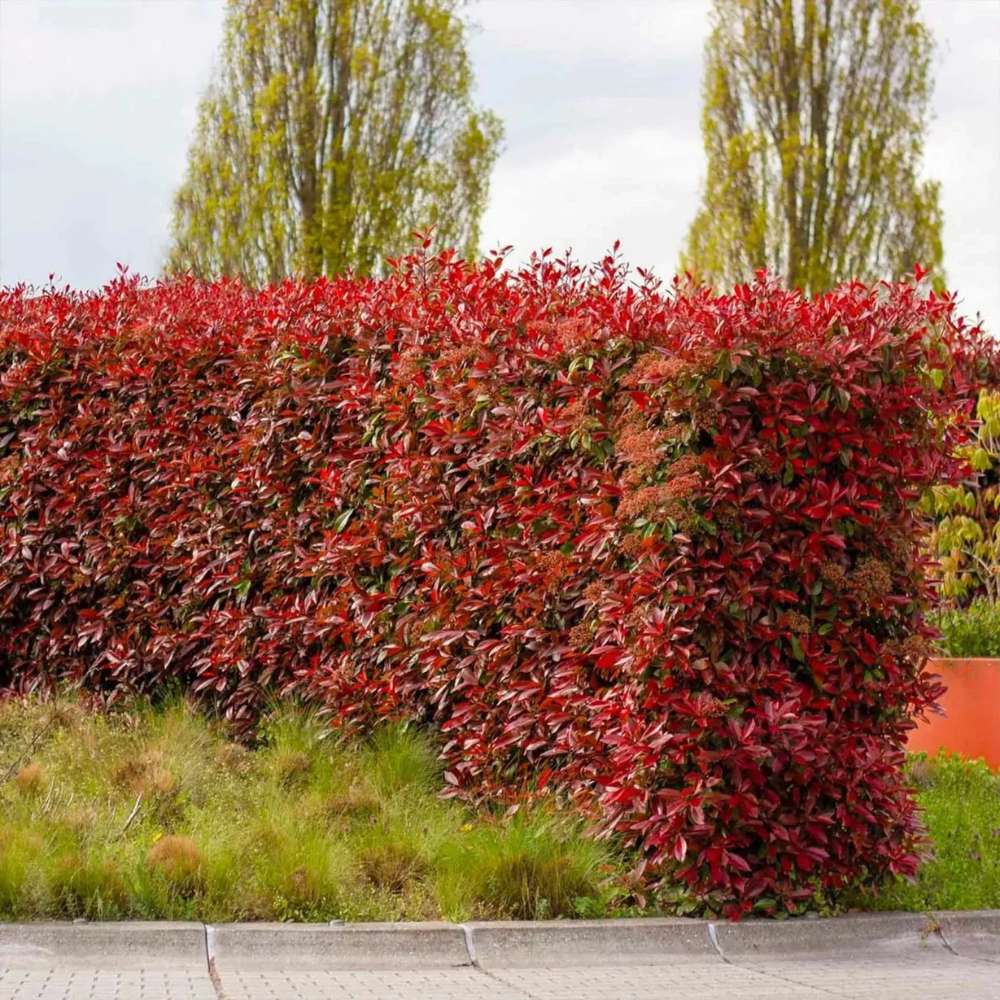 Photinia Red Robin, gard viu rosu vesnic verde, rezistent la frig si la seceta