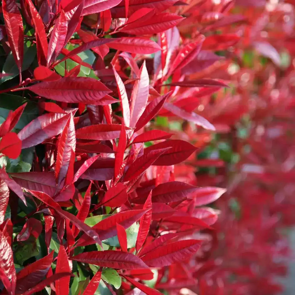 Photinia Red Robin, gard viu rosu vesnic verde, rezistent la frig si la seceta