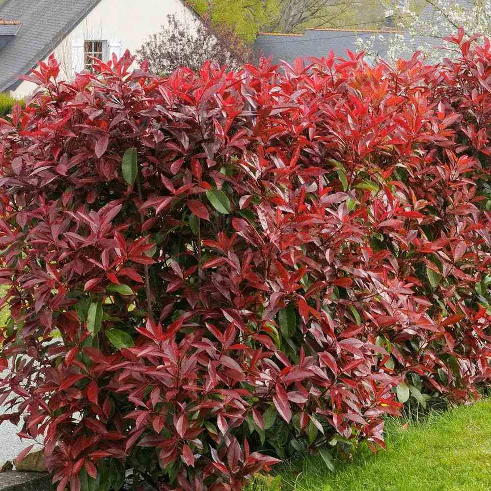 Photinia Red Robin, gard viu rosu vesnic verde, rezistent la frig si la seceta