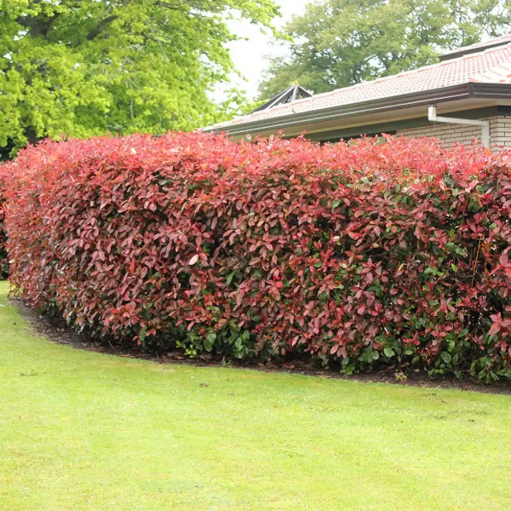 Photinia Red Robin, gard viu rosu vesnic verde, rezistent la frig si la seceta