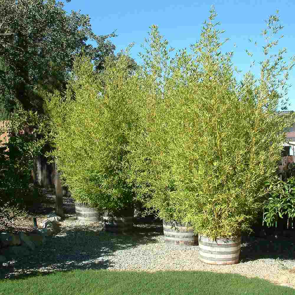 Градински златен бамбук (Phyllostachys Aurea), жълти стъбла, студоустойчив, гъст жив плет