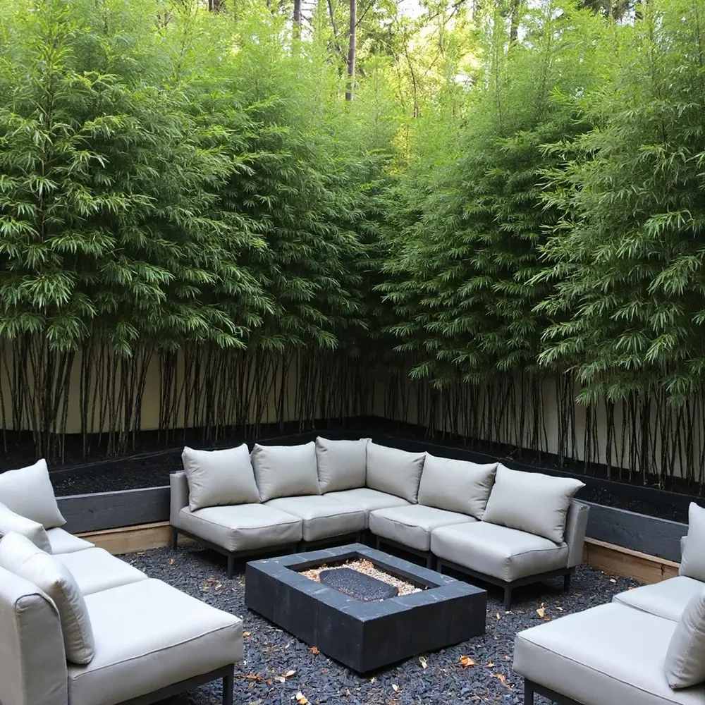 Bambus de Gradina Negru (Phyllostachys Nigra), tulpini negre, rezistent la frig, gard viu dens, ideal pentru gard viu si terase