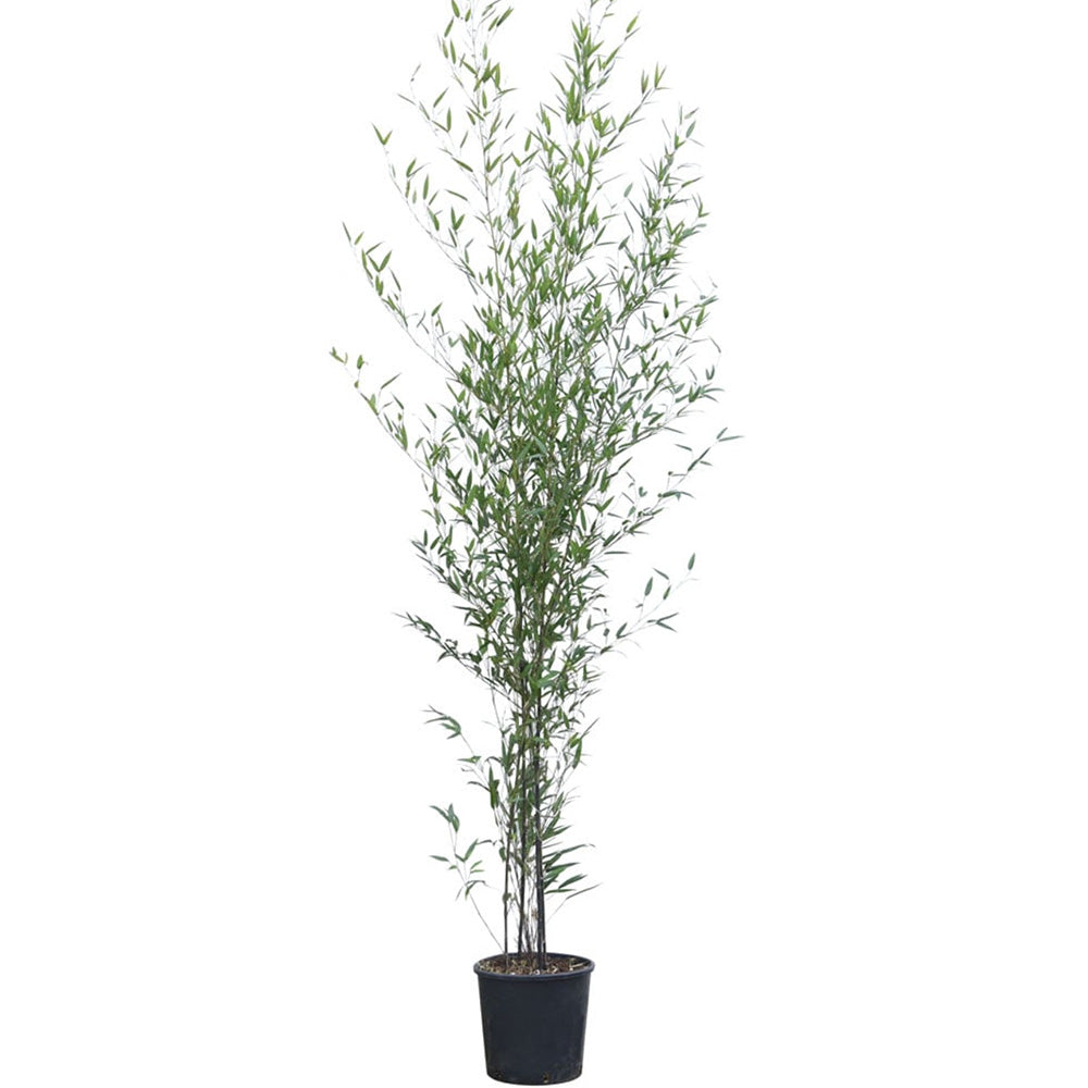 Bambus de Gradina Negru (Phyllostachys Nigra), tulpini negre, rezistent la frig, gard viu dens, ideal pentru gard viu si terase