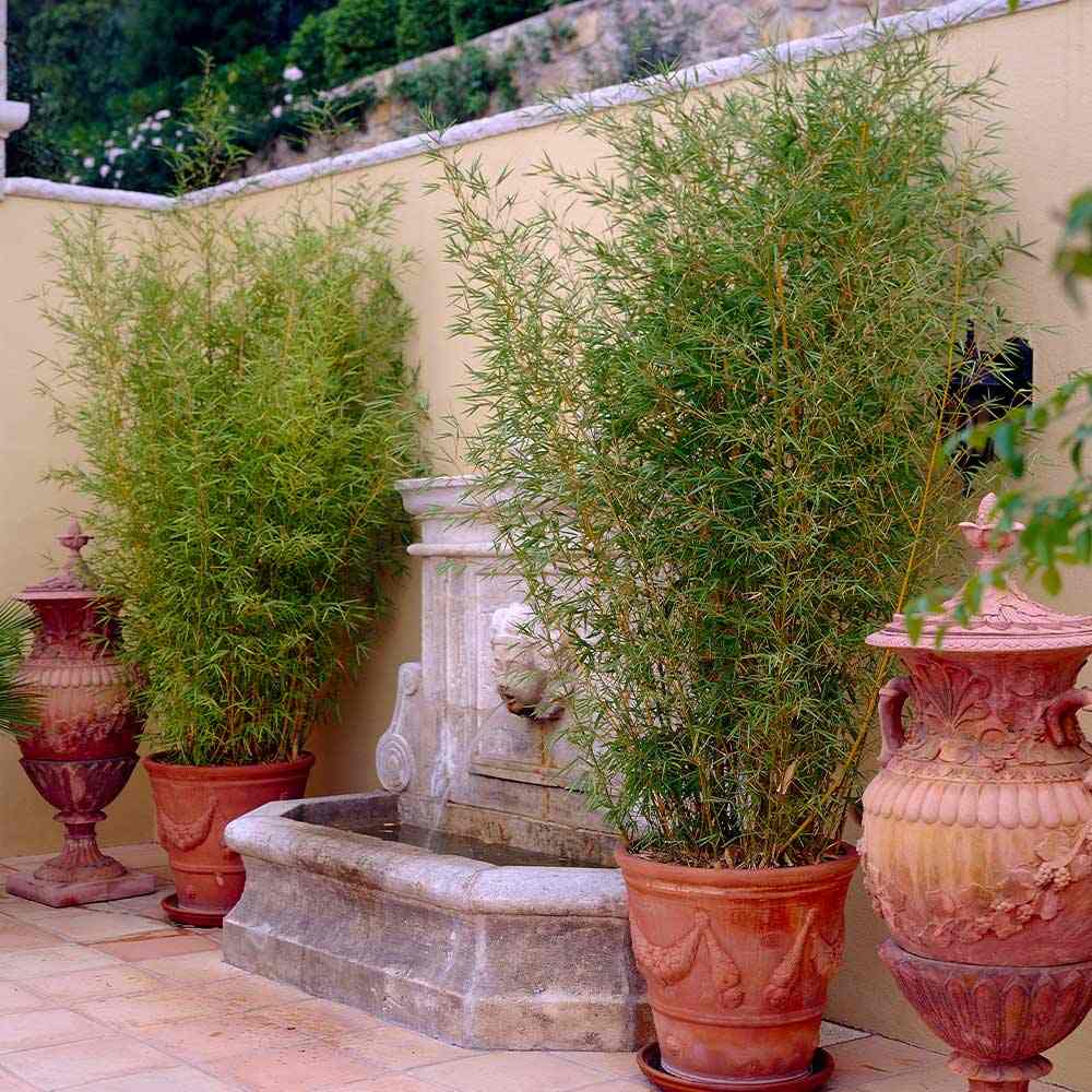 Градински златен бамбук (Phyllostachys Aurea), жълти стъбла, студоустойчив, гъст жив плет