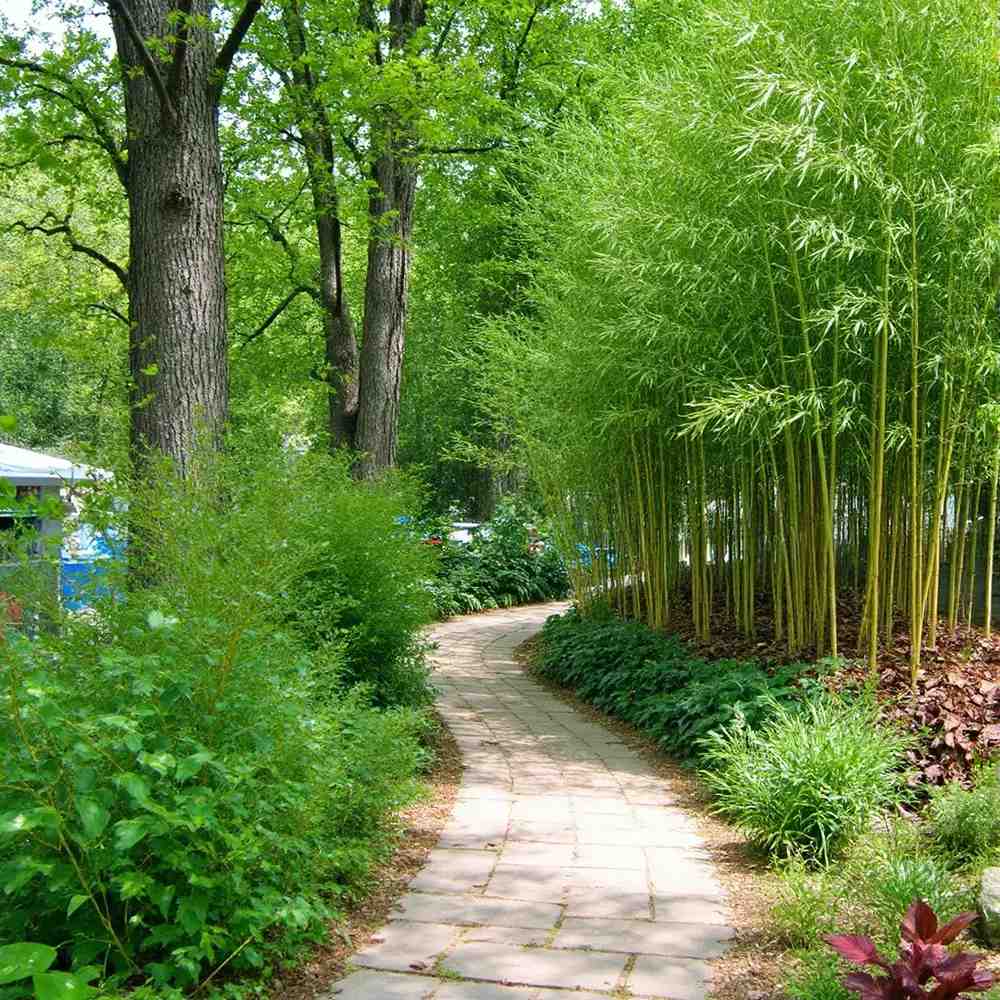 Bambus de Gradina Auriu (Phyllostachys Spectabilis), bambus decorativ galben cu tulpini verzi, rezistent la frig, ideal pentru gard viu si terase