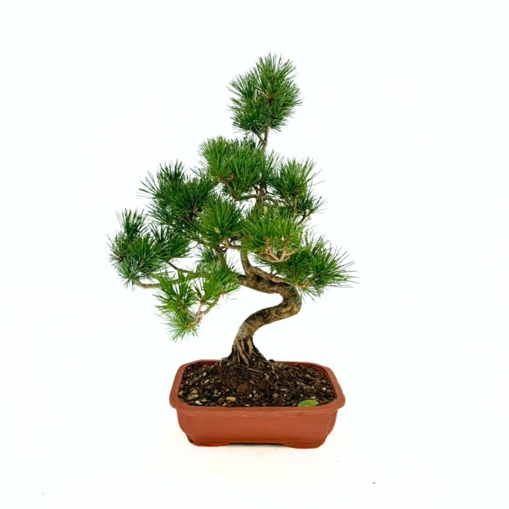 Бор бонсай Pinus pentaphylla Cloud – японски бор с облачна корона, вечнозелен
