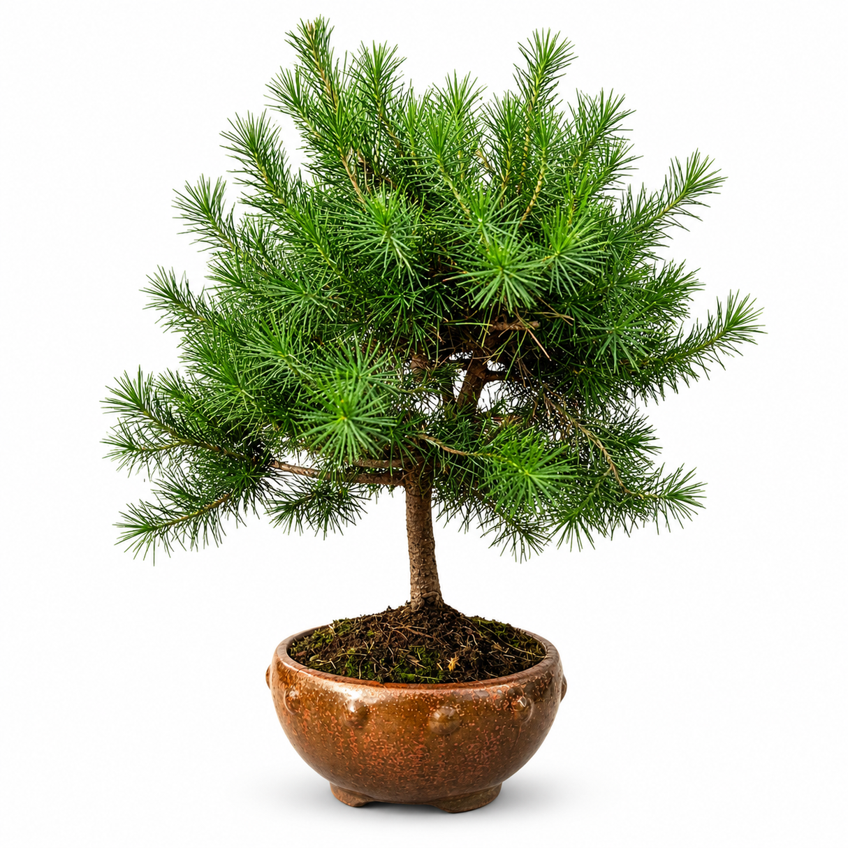 Бор Бонсай Алепски (Pinus halepensis) – декоративно стайно растение с гъсти зелени иглички