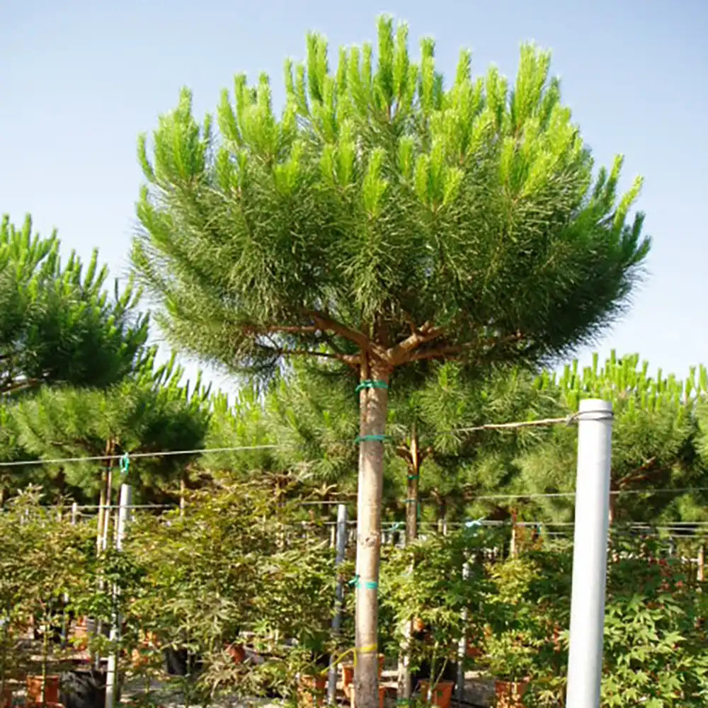 Pin Clasic Gresesc (Pinus Pinea), pin umbrela mediteranean si forma ornamentala unica