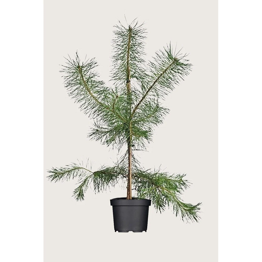 Шотландски бор (Pinus Sylvestris), умерен растеж, висока студоустойчивост