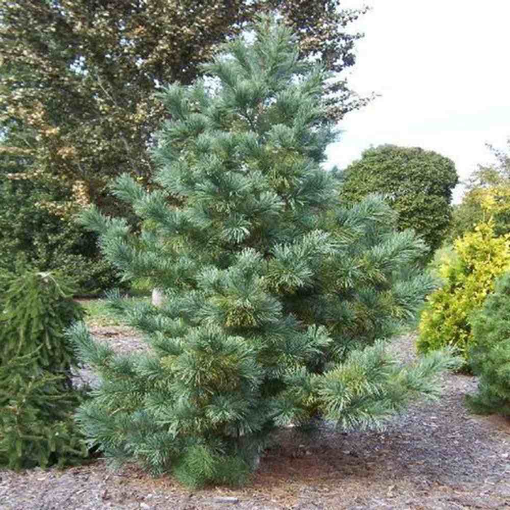 Pinus Korean Argintiu Silveray, pin asiatic decorativ cu ace argintii, seminte comestibile, ideal pentru gradini si parcuri