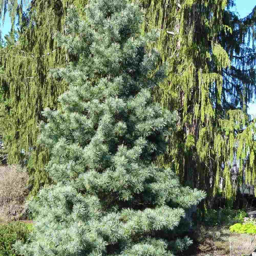 Корейски сребърен бор Pinus Korean Silveray, декоративен азиатски бор със сребристи иглички, ядливи семена, подходящ за градини и паркове