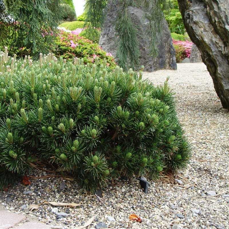 Pin Pitic de Munte (Jneapan) Pumilio, foarte robust, usor de ingrijit si forma compacta