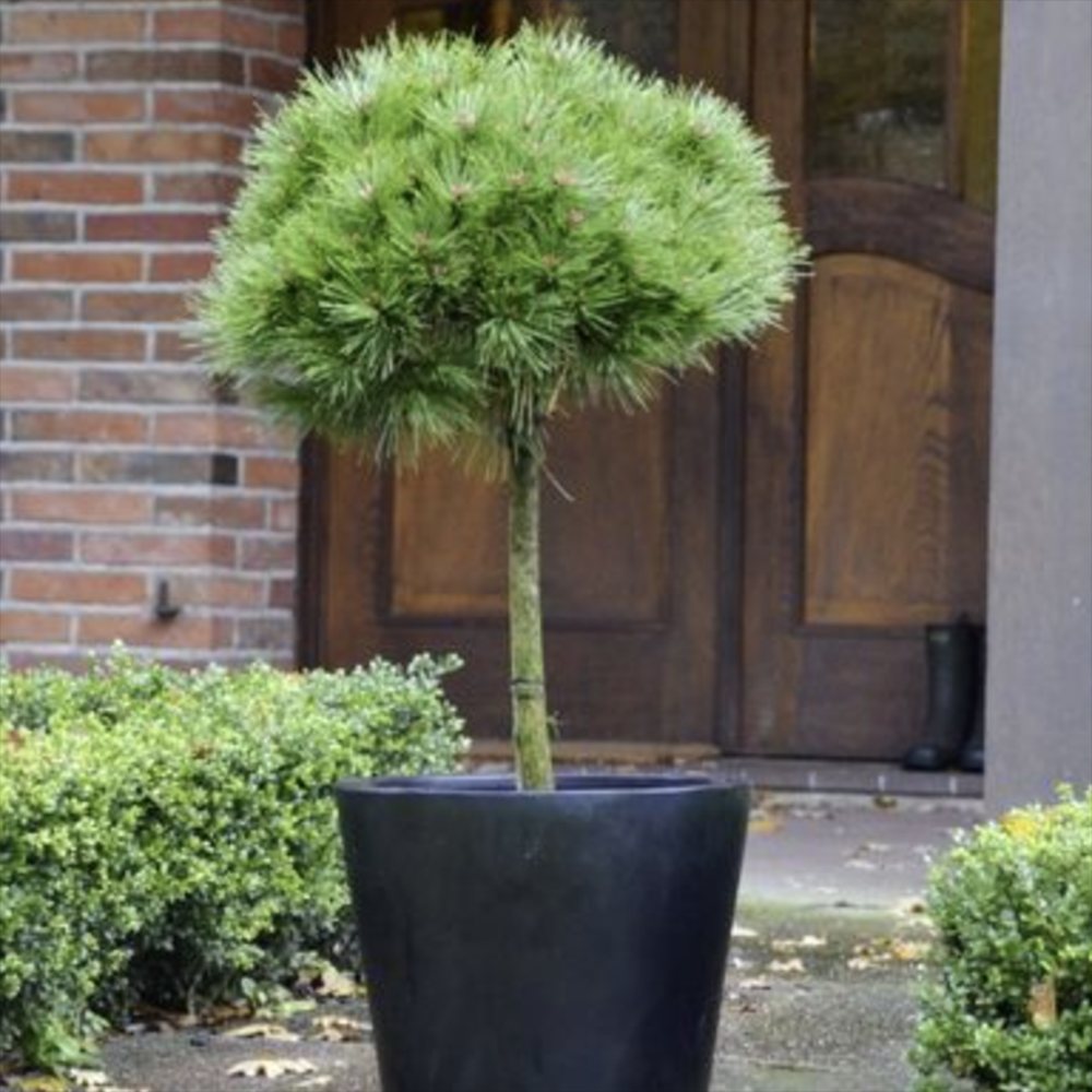 Джудже черен бор Marie Bregeon, сферична корона и тъмнозелени иглички, подходящ за саксии и малки градини