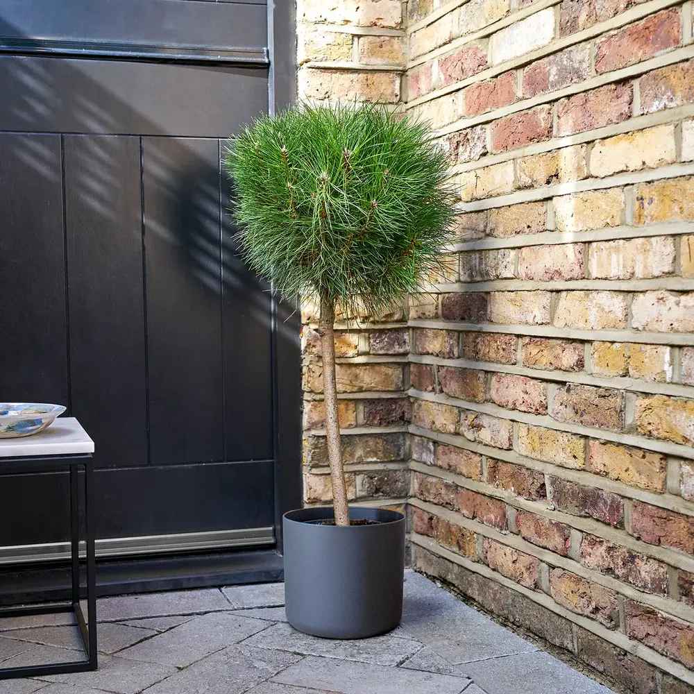 Джудже черен бор Marie Bregeon, сферична корона и тъмнозелени иглички, подходящ за саксии и малки градини