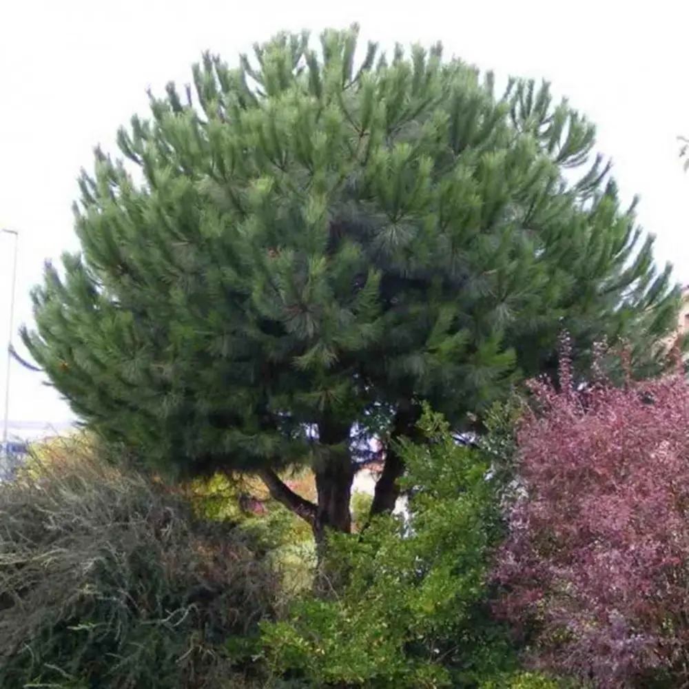Pin Clasic Gresesc (Pinus Pinea), pin umbrela mediteranean si forma ornamentala unica