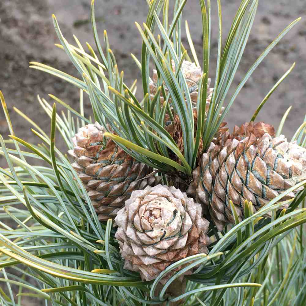 Корейски сребърен бор Pinus Korean Silveray, декоративен азиатски бор със сребристи иглички, ядливи семена, подходящ за градини и паркове