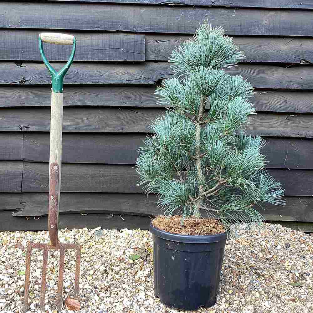 Корейски сребърен бор Pinus Korean Silveray, декоративен азиатски бор със сребристи иглички, ядливи семена, подходящ за градини и паркове