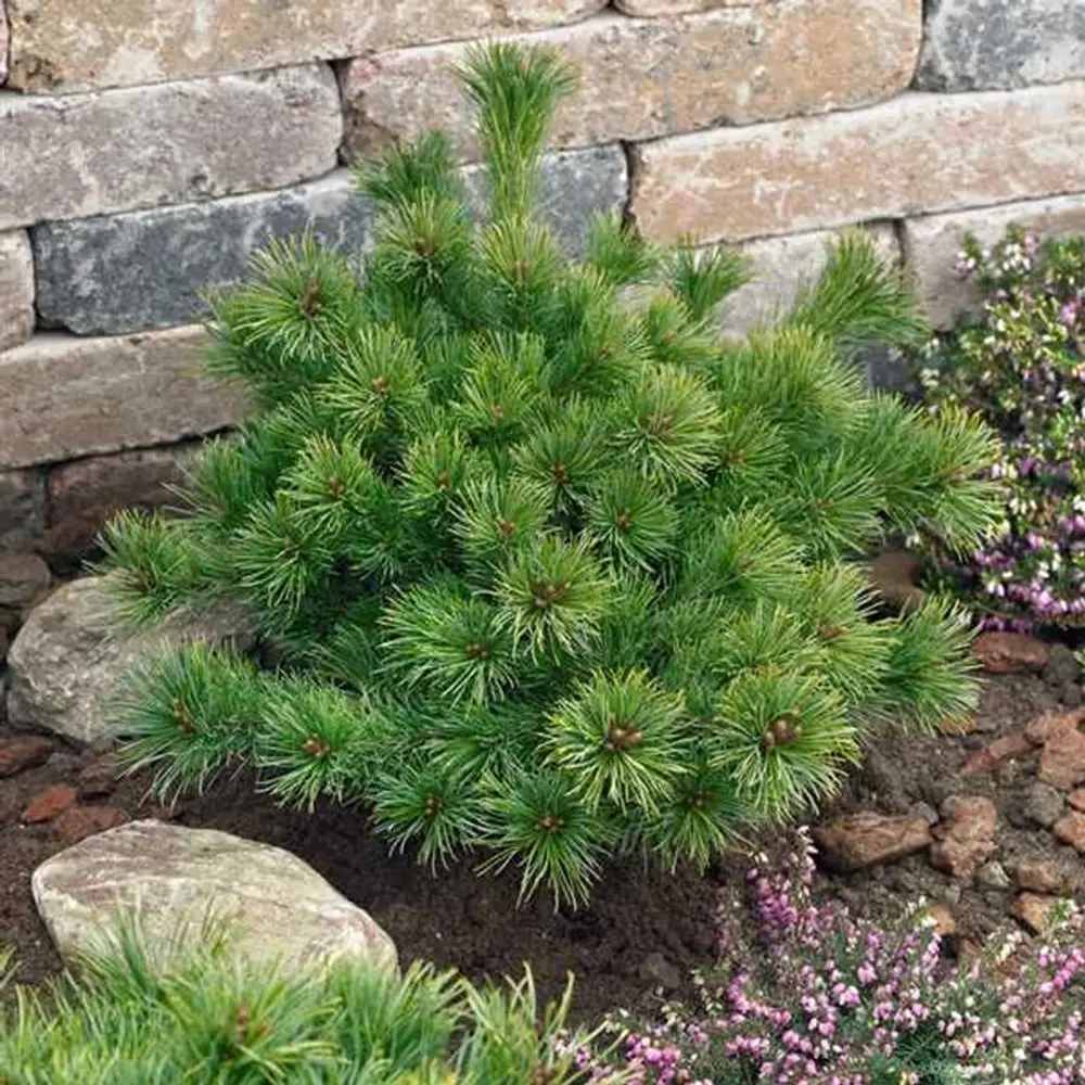 Японски бял бор Ara-Kawa (Pinus parviflora), декоративен джудже бонсай бор, с интересна кора