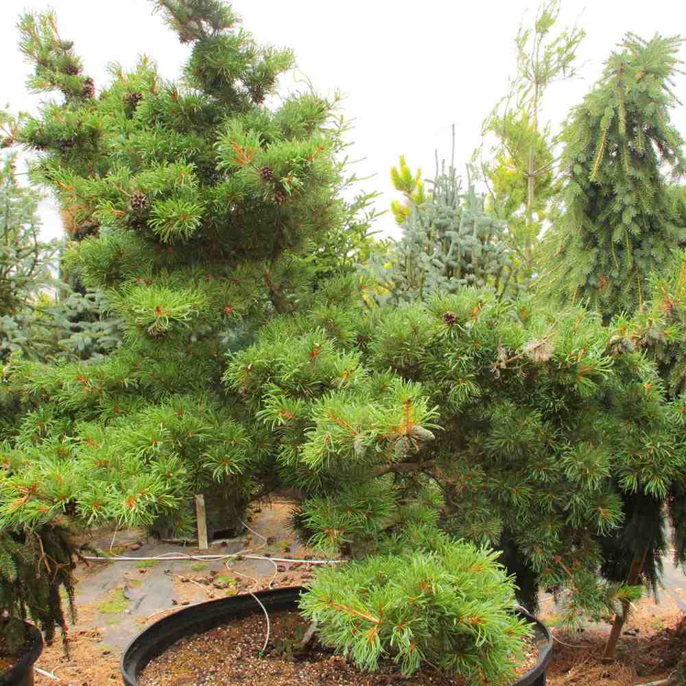 Японски бял бор Ara-Kawa (Pinus parviflora), декоративен джудже бонсай бор, с интересна кора