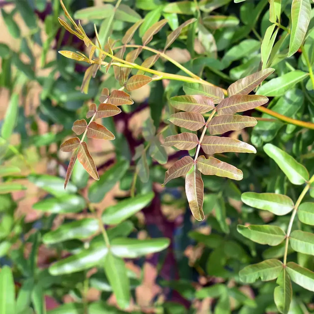 Фисташково дръвче (Pistacia Vera), женско, продуктивно, с ядливи плодове, устойчиво, подходящо за средиземноморски градини, плододава от 2-та година