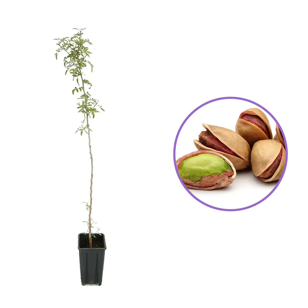 Фисташково дръвче (Pistacia Vera), женско, продуктивно, с ядливи плодове, устойчиво, подходящо за средиземноморски градини, плододава от 2-та година