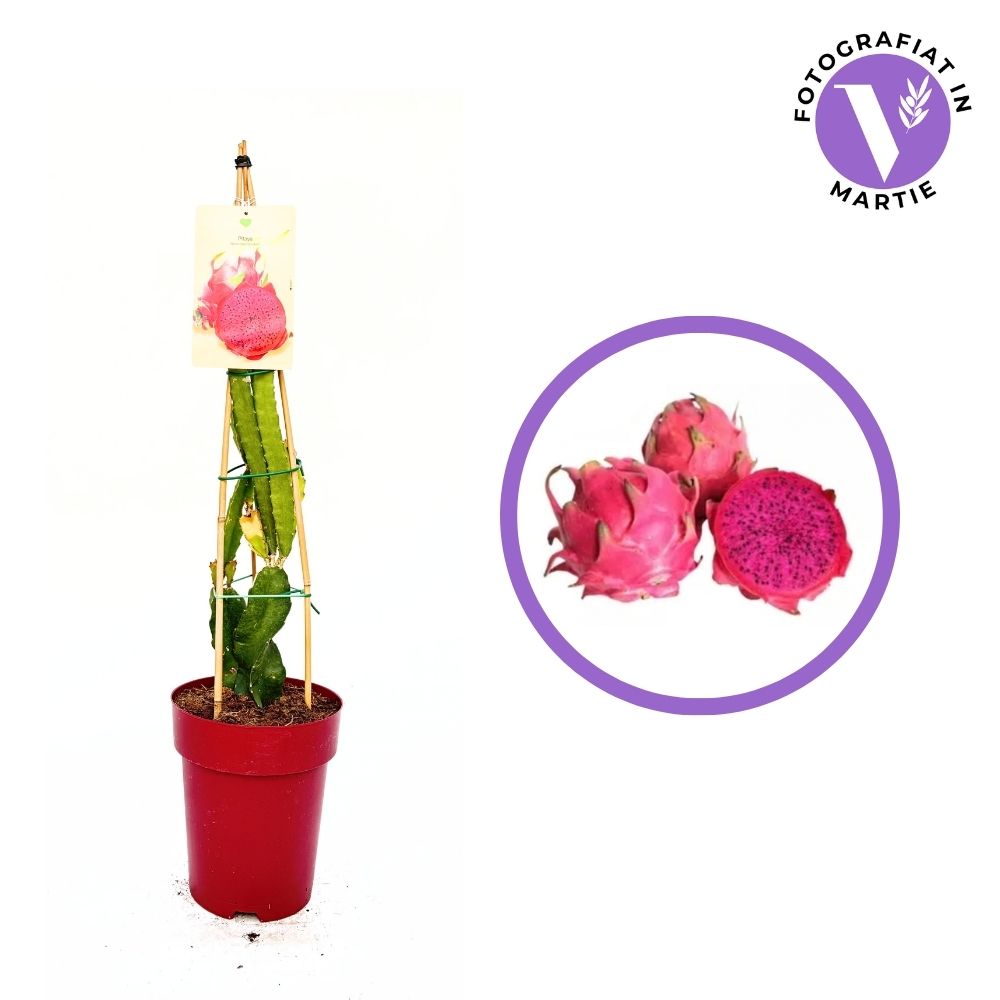 Червена питая (Hylocereus hybridum), екзотичен кактус с сладки освежаващи плодове с аромат на киви и круша, розова месеста част и ароматни цветове