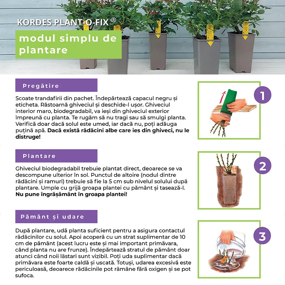 Чайно-хибридна роза пурпурно-виолетова Contesa Diana, силно ароматна