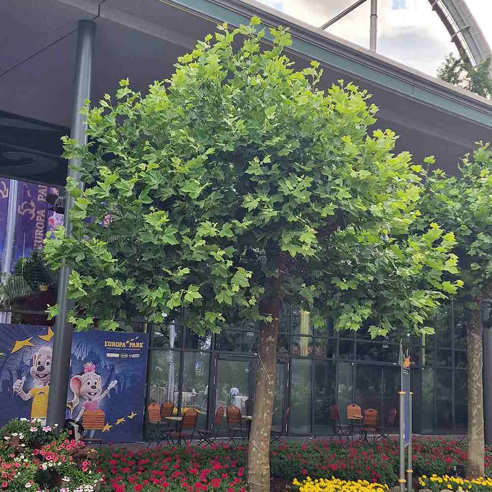 Platan Englezesc (Platanus acerifolia occidentalis), arbore ornamental de umbra, rezistent poluare, frunze mari palmate, ideal pentru aliniamente