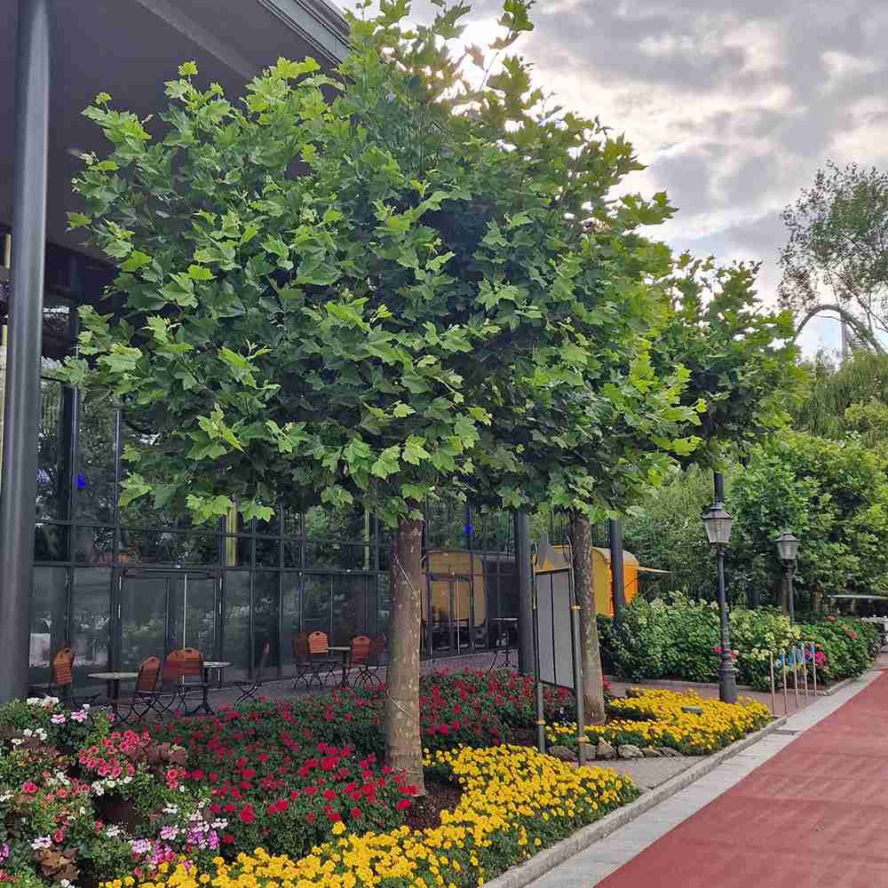 Чинар английски (Platanus acerifolia occidentalis), декоративно дърво за сянка, устойчиво на замърсяване, с големи палмовидни листа, идеално за алеи