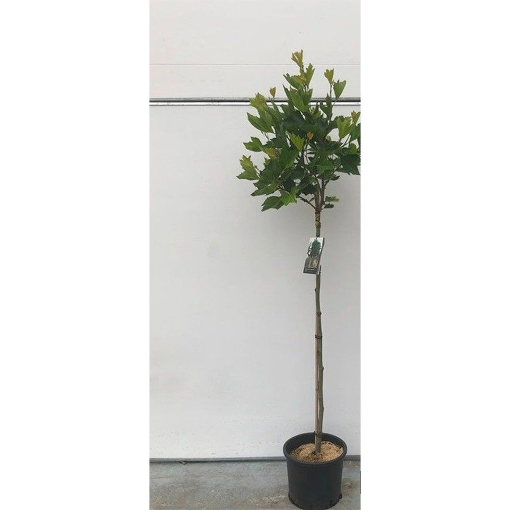 Platan Globular Hispanica Alphens Globe, coroana globulara si densa, punct focal, copac perfect de umbra