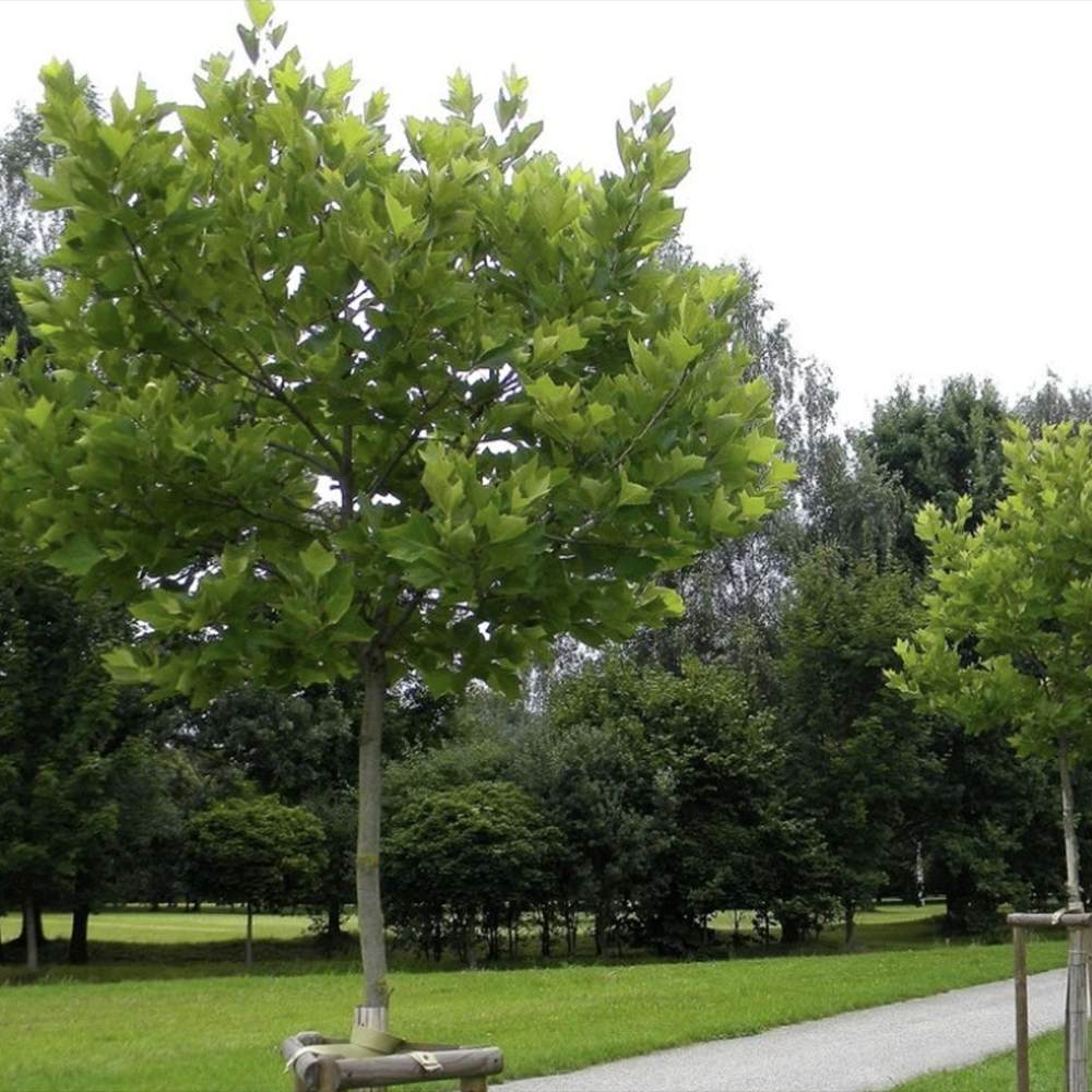 Глобуларен платан Hispanica Alphens Globe, с плътна сферична корона, идеално сенчесто дърво