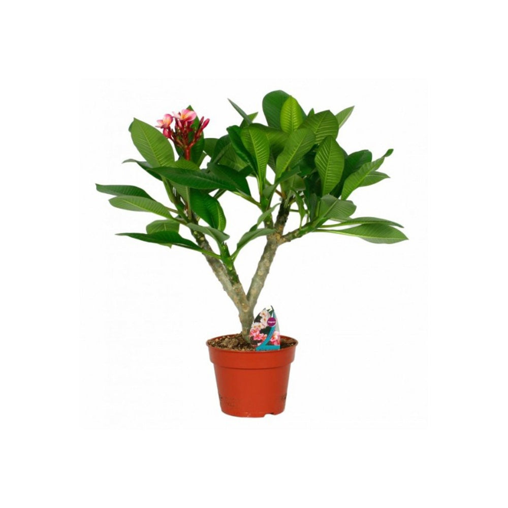 Плумерия Plumeria rubra 'Hawaiian' – екзотично стайно растение с интензивно ароматни червени цветя