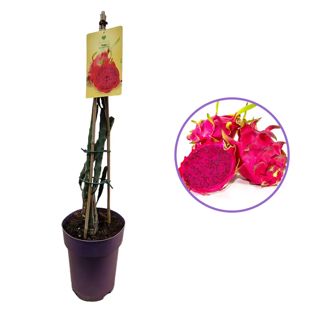 Червен драконов плод (Hylocereus undatus), с екзотични червени ароматни плодове