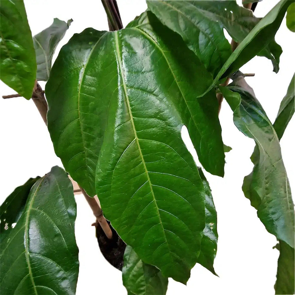 Маракуя плод на страстта (Passiflora edulis), пасифлора с екзотични виолетови ароматни плодове