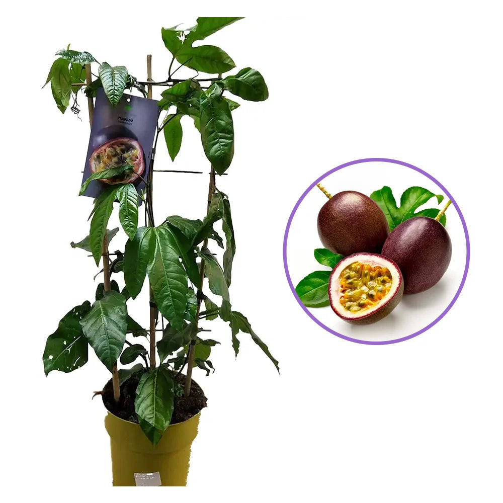 Маракуя плод на страстта (Passiflora edulis), пасифлора с екзотични виолетови ароматни плодове