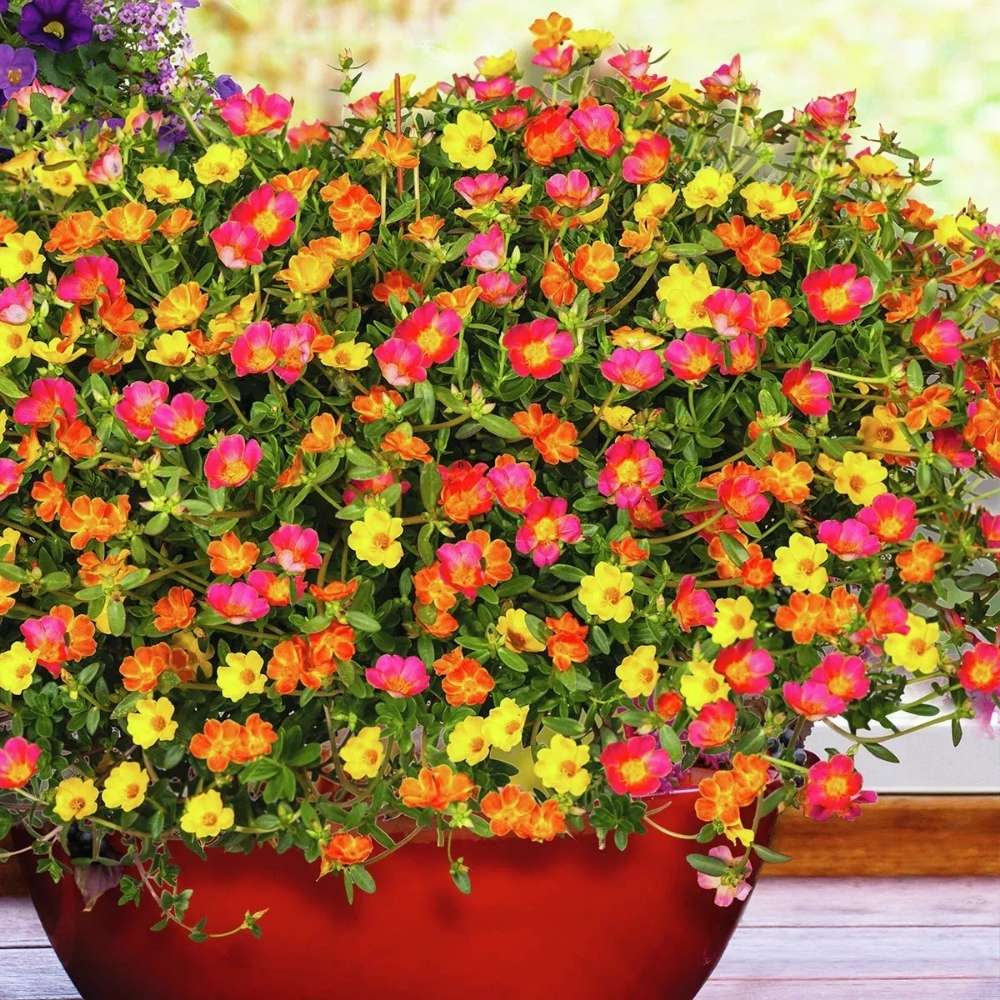Floarea de piatra (Portucala Grandiflora), mix 4 culori in ghiveci, flori rosii, galbene, roz si portocalii, planta decorativa de vara
