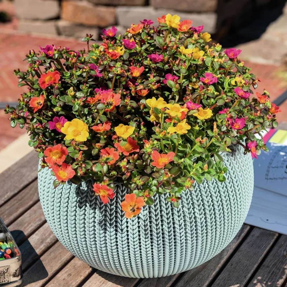 Каменна роза (Portucala Grandiflora), микс от 4 цвята в саксия – червено, жълто, розово и оранжево, лятно декоративно растение