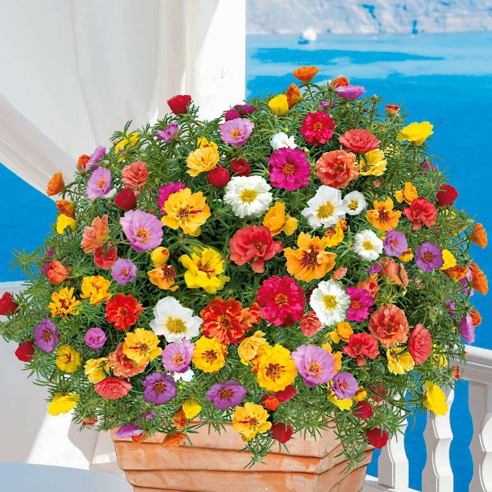 Каменна роза (Portucala Grandiflora), микс от 4 цвята в саксия – червено, жълто, розово и оранжево, лятно декоративно растение