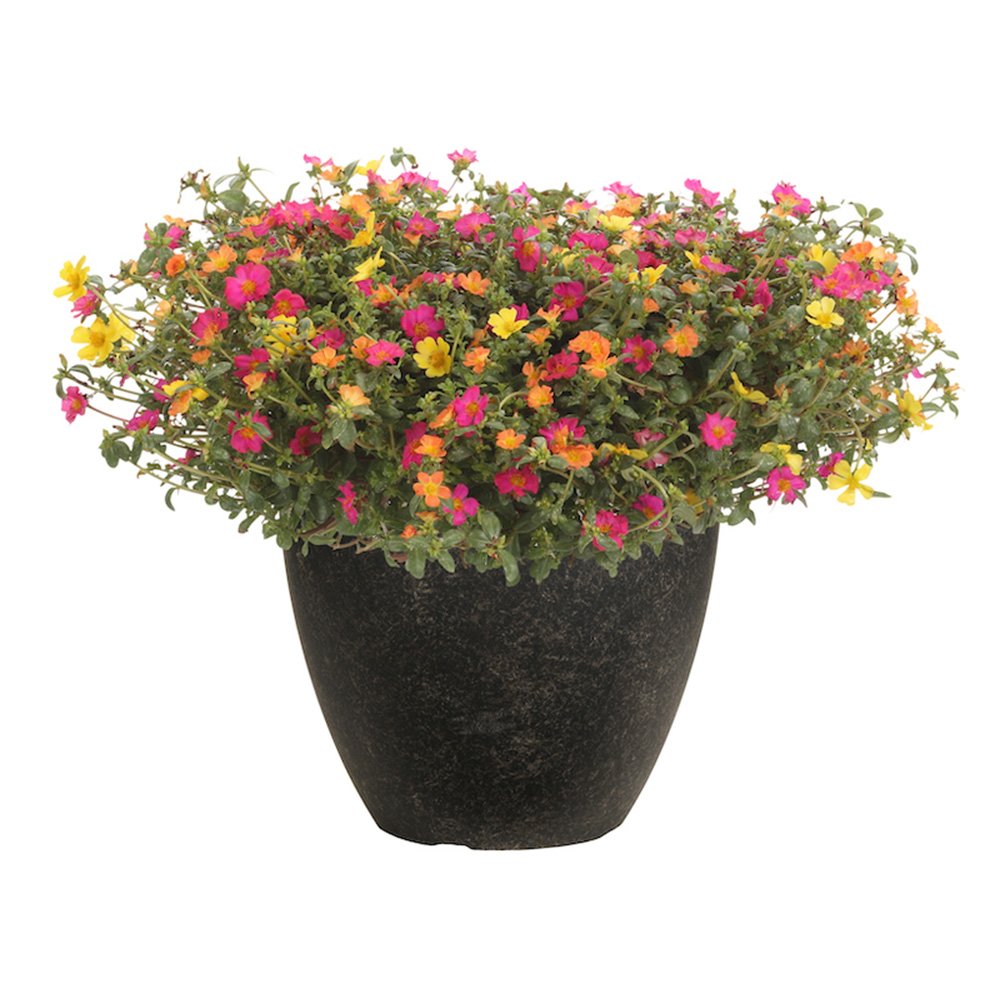 Каменна роза (Portucala Grandiflora), микс от 4 цвята в саксия – червено, жълто, розово и оранжево, лятно декоративно растение
