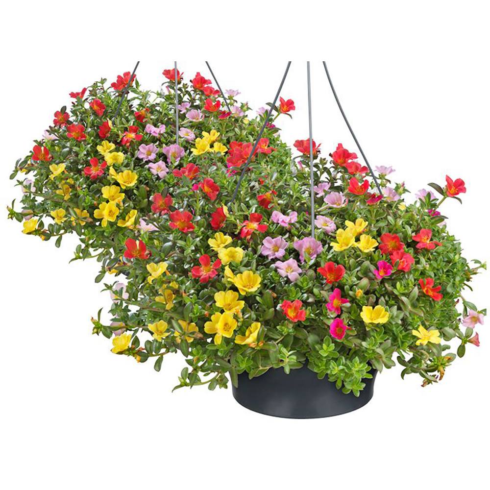 Каменна роза (Portucala Grandiflora), микс от 4 цвята в саксия – червено, жълто, розово и оранжево, лятно декоративно растение