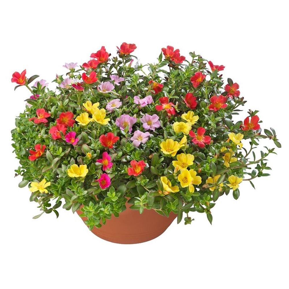 Каменна роза (Portucala Grandiflora), микс от 4 цвята в саксия – червено, жълто, розово и оранжево, лятно декоративно растение