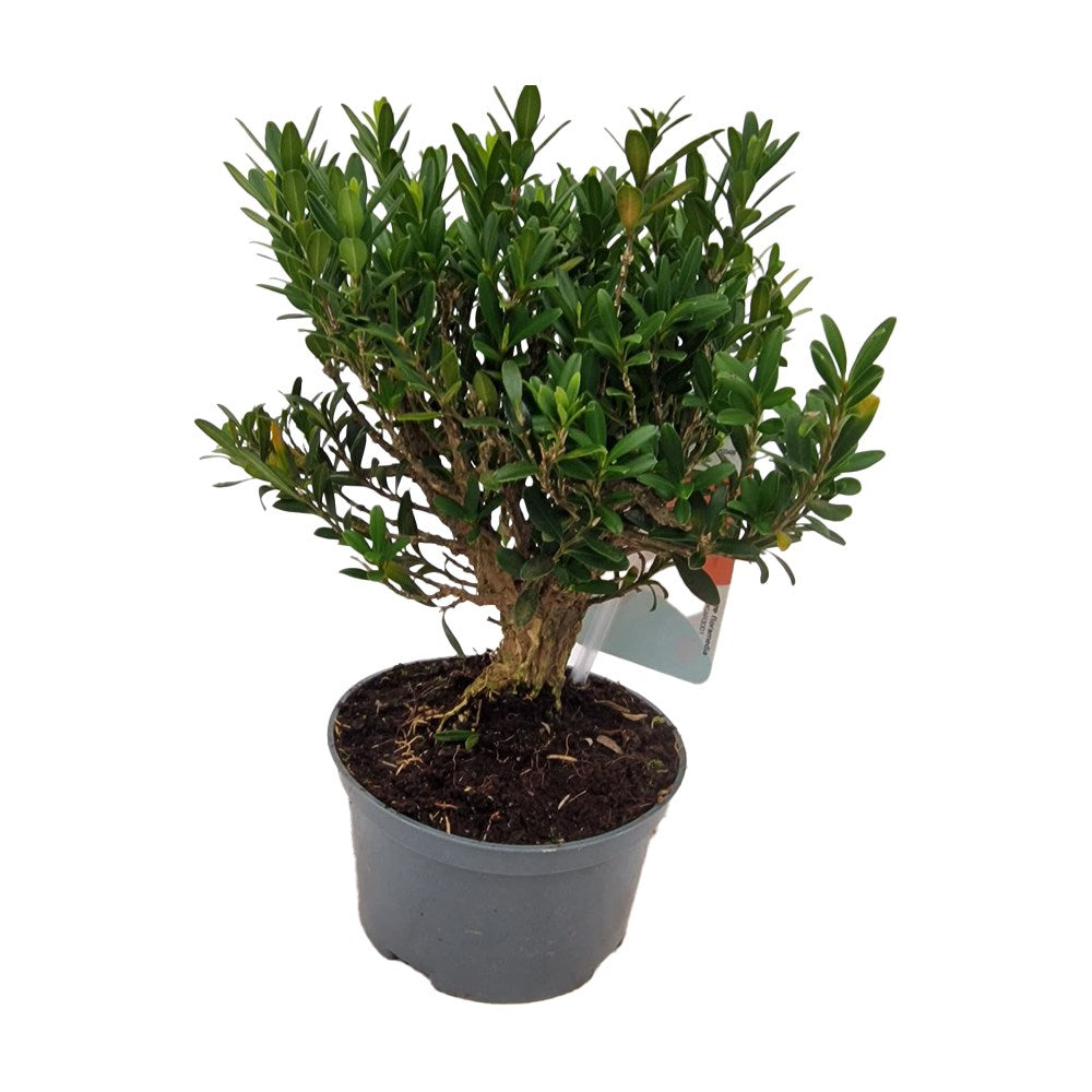 Чемшир бонсай (Buxus sempervirens) – скулптурна вечнозелена аранжировка за тераса и градина