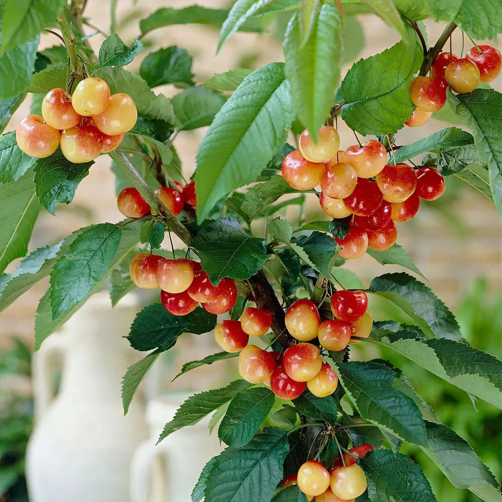 Cires (Prunus Avium) Napoleon cu fructe dulci galbene-rosii, an 2 pe rod