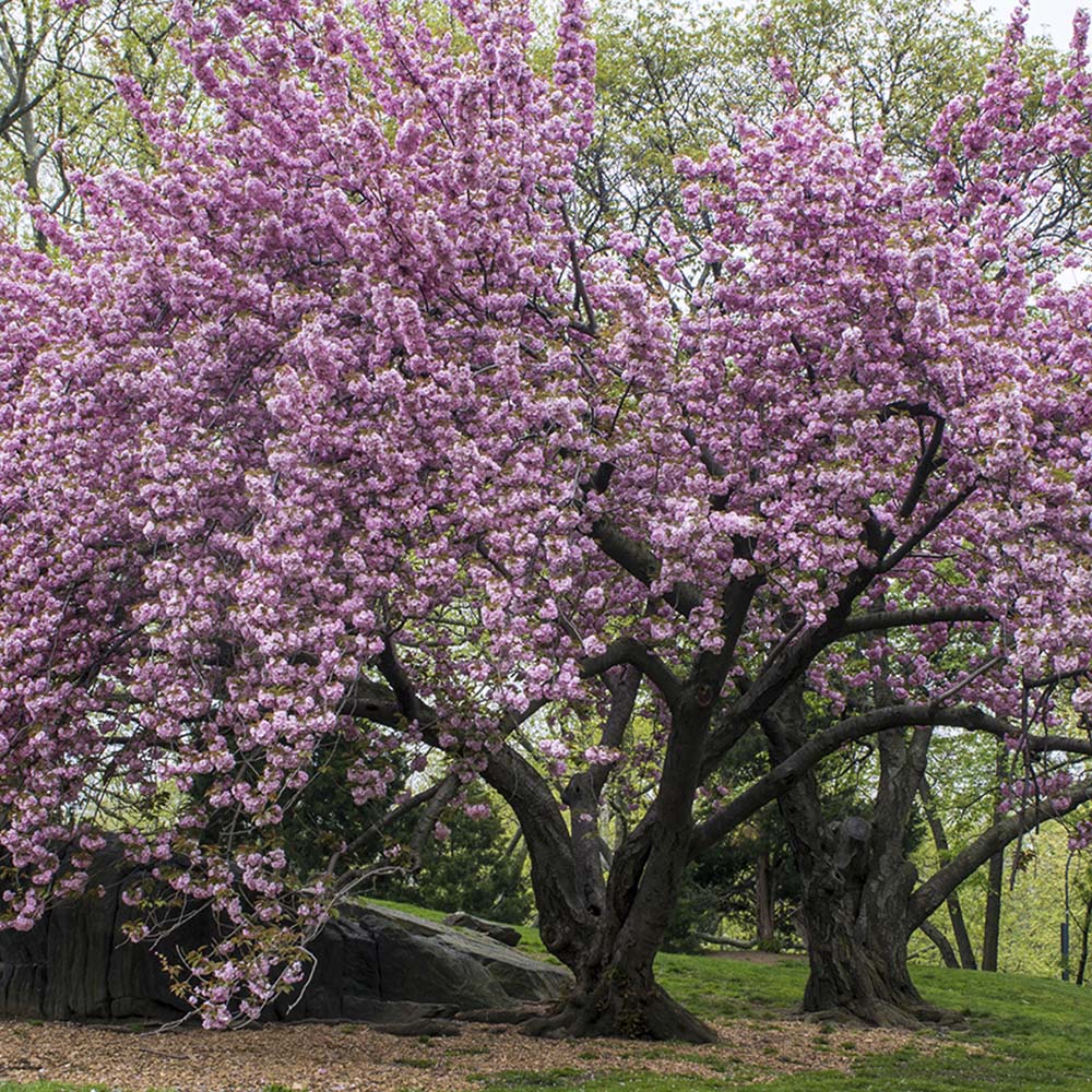 Сакура, японска череша Royal Burgundy, с розово-бели цветове и бордо листа