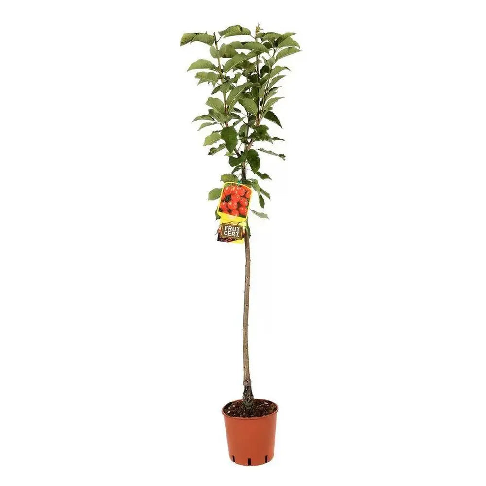 Cires (Prunus Avium) Lapins, cu fructe dulci rosii-inchis, an 2 pe rod
