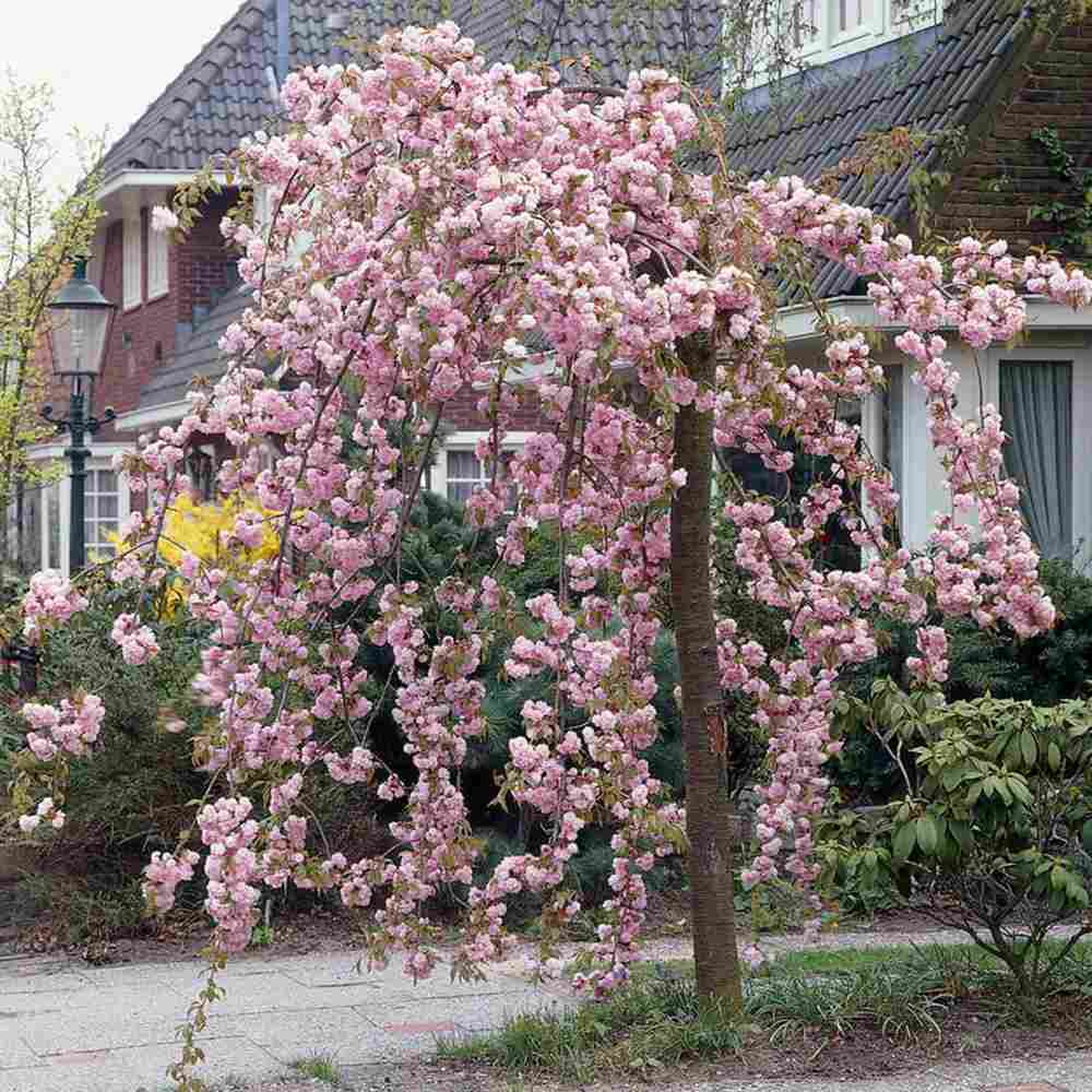 Сакура дърво, японска плачеща вишна Kiku-Shidare-Zakura, с двойни розови цветове
